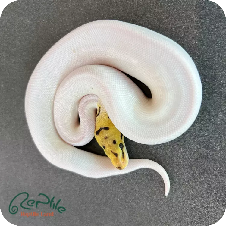 بال پیتون بی پاید (Bee Pied)