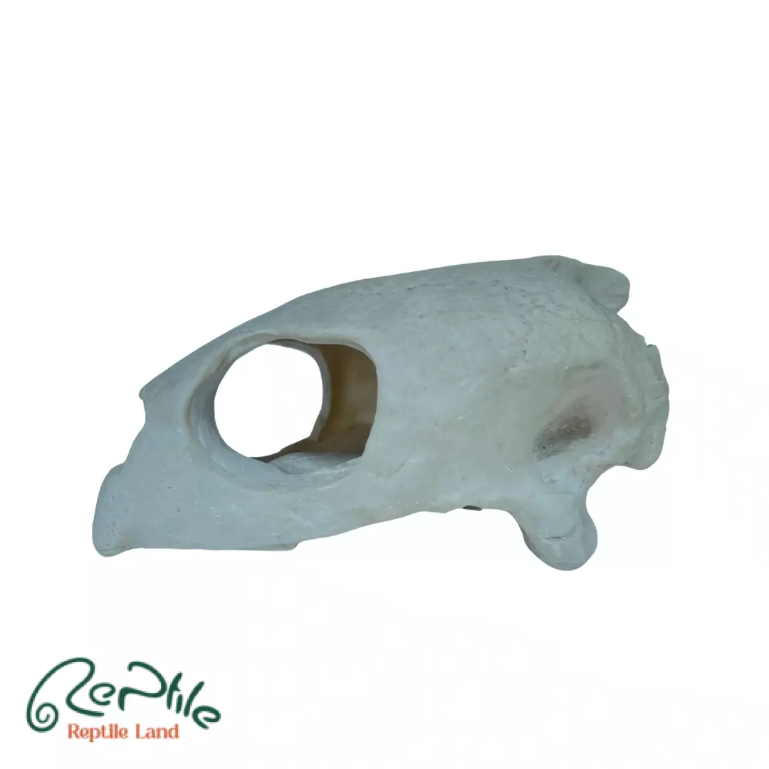 جمجمه لاکپشت (Turtle Skull)