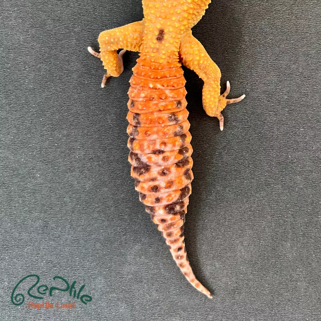 لئوپارد گکو بالغ (Leopard Gecko Adult)