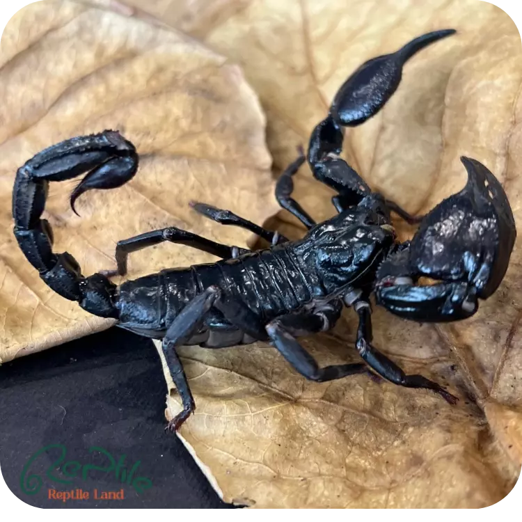 عقرب ایشین فارست (Asian Forest)