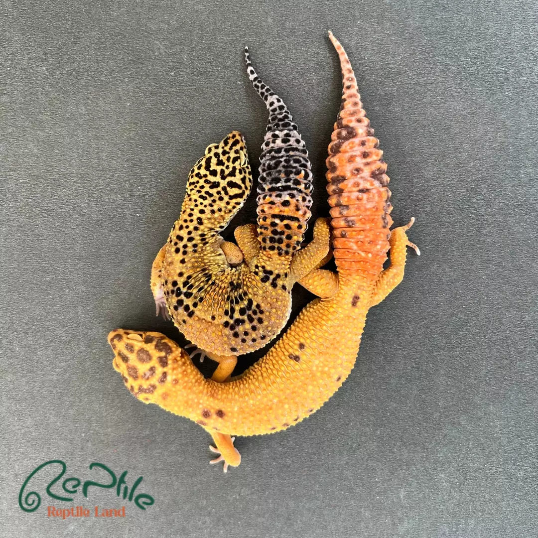 لئوپارد گکو بالغ (Leopard Gecko Adult)