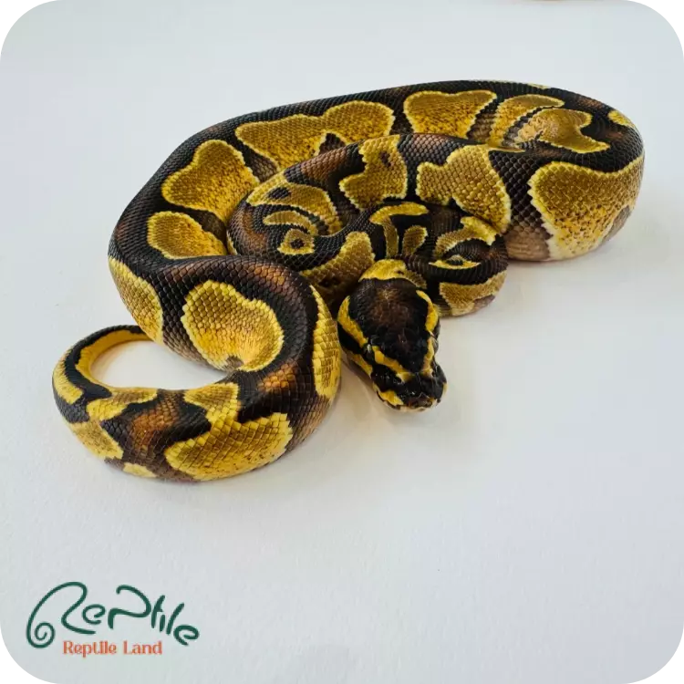 بال پیتون اورنج دریم (Orange Dream)