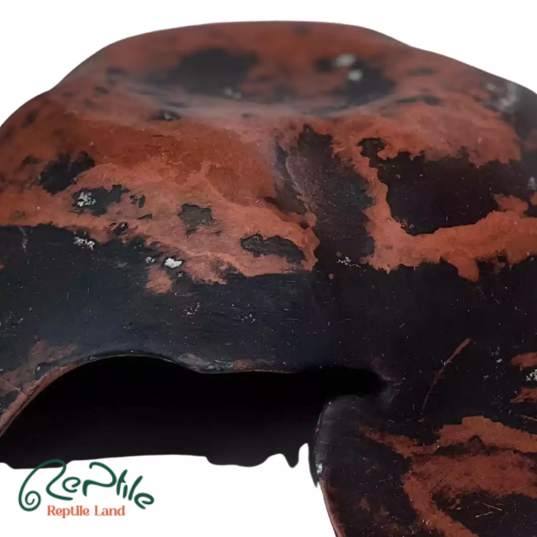 هاید سفالی خزندگان