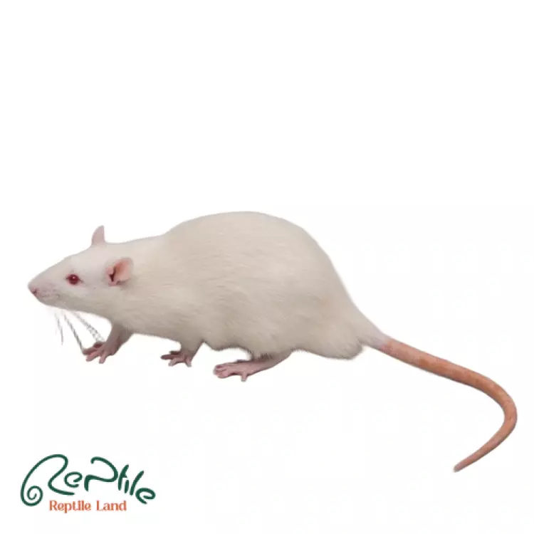  رت بالغ 5 عددی (Adult Frozen Rat)