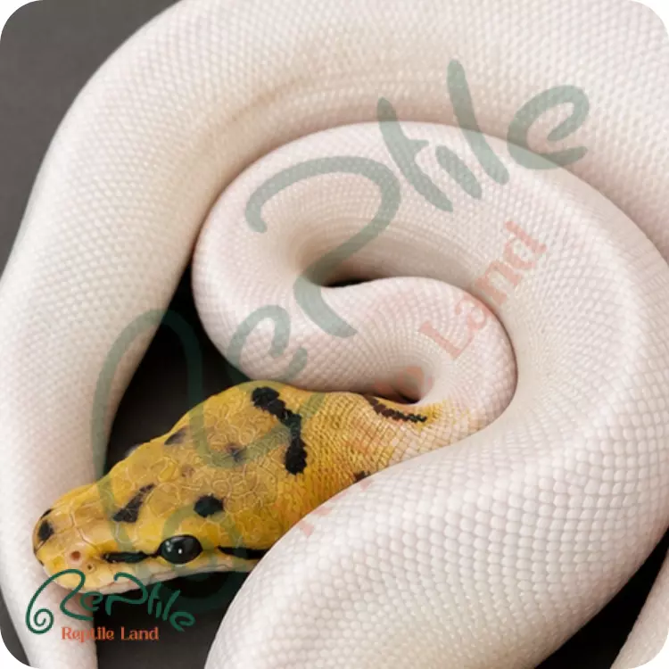 بال پیتون بی پاید (Bee Pied)