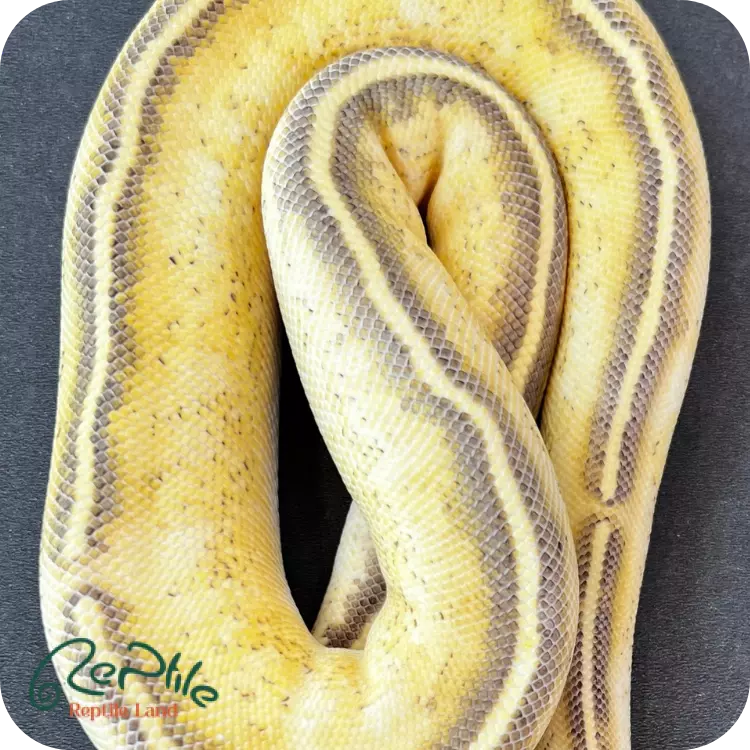 بال پیتون پاستل فایر فری وی (Pastel Fire Freeway)