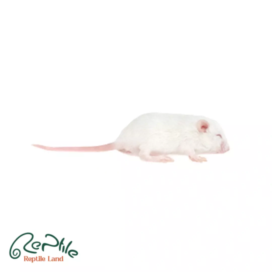  موش سوری هوپر 5 عددی (Hopper Frozen Mice)