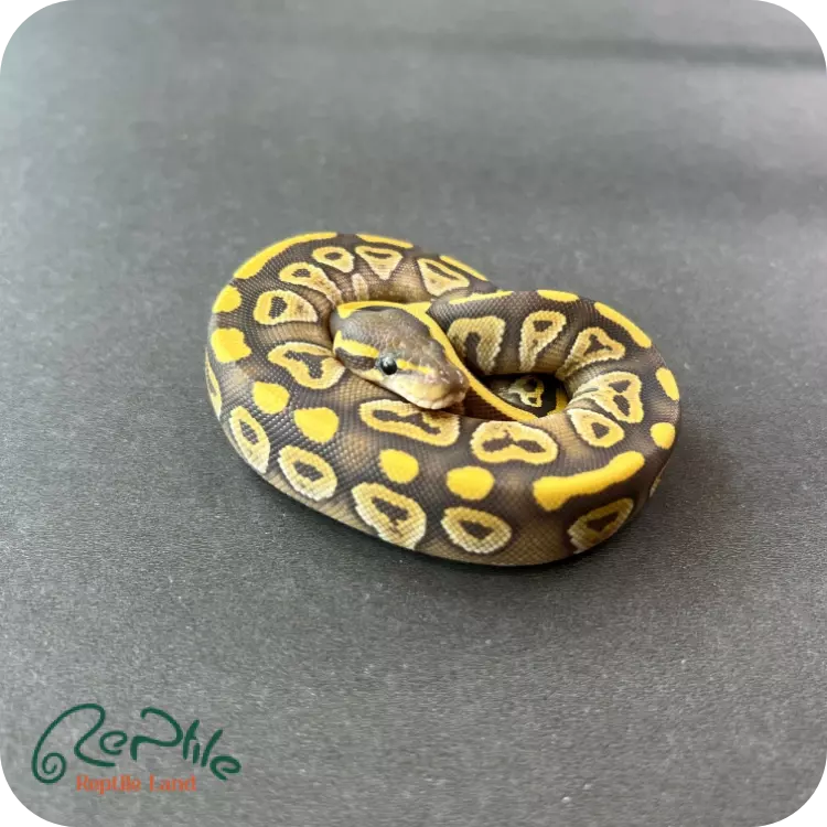 بال پیتون پاستل باتر(Pastel Butter)