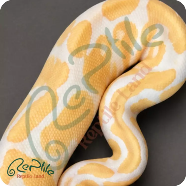 بال پیتون آلبینو (Albino)