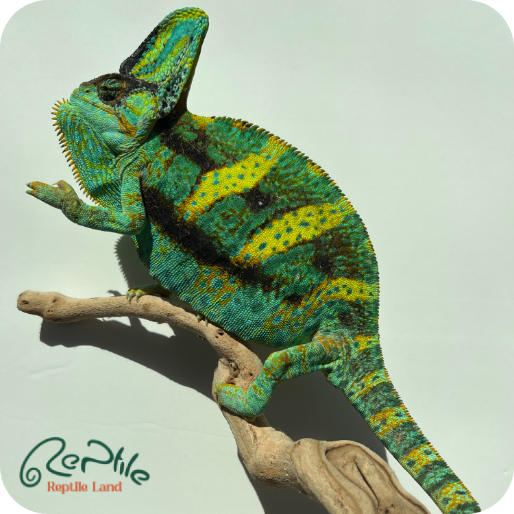 آفتاب پرست بالغ نر (Veiled Male Chameleon)