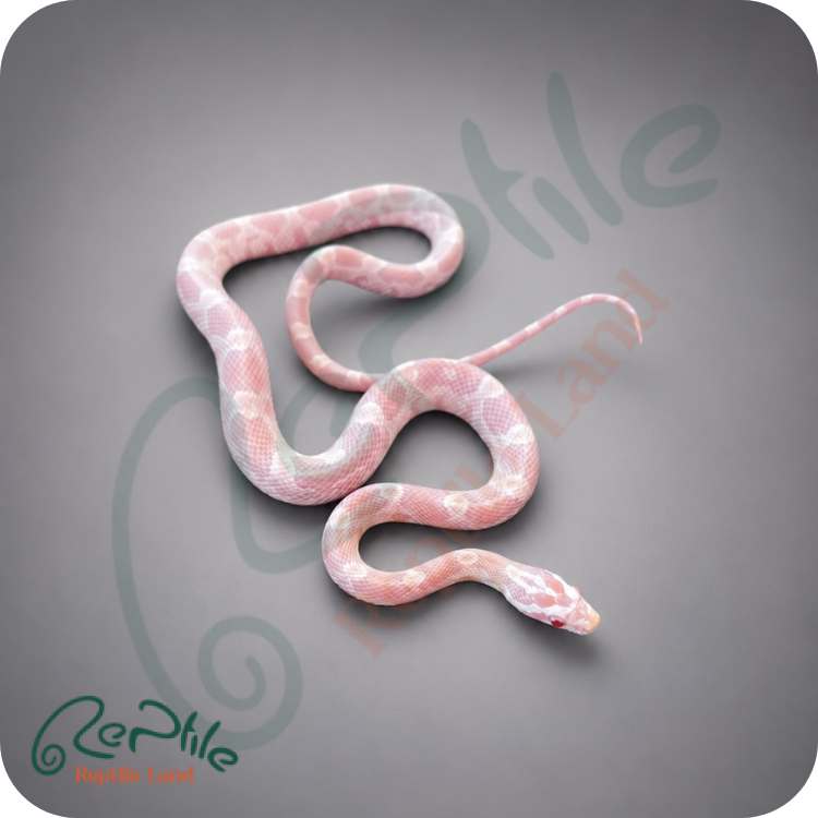 کورن اسنیک فلامینگو (Flamingo)