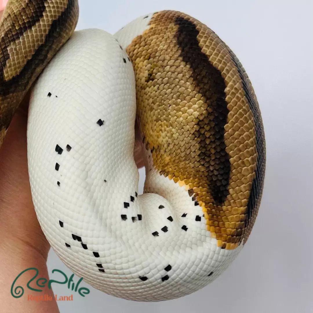 مار بال پیتون پاید لوندر (Pied Lavender)