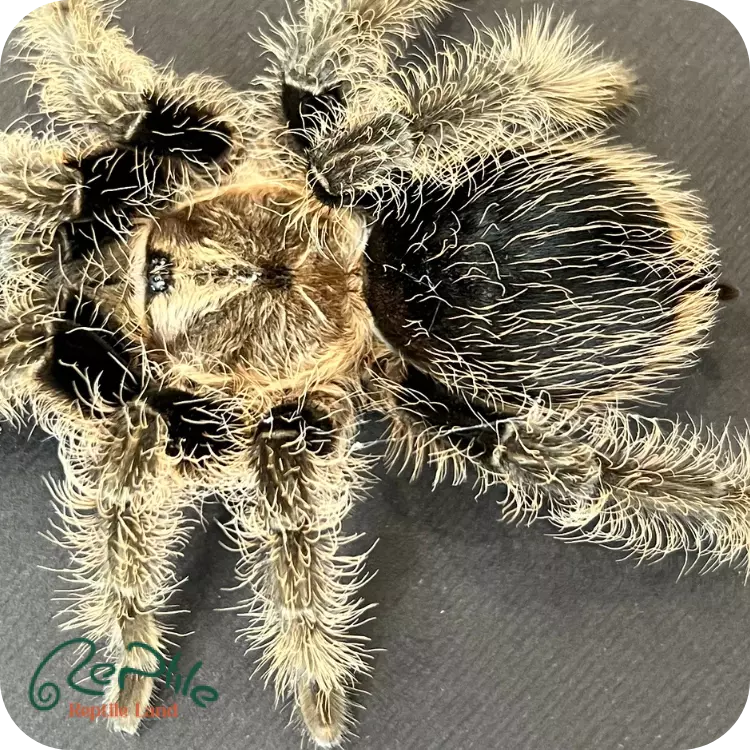  تارانتولا کرلی هیر (Curly Hair)