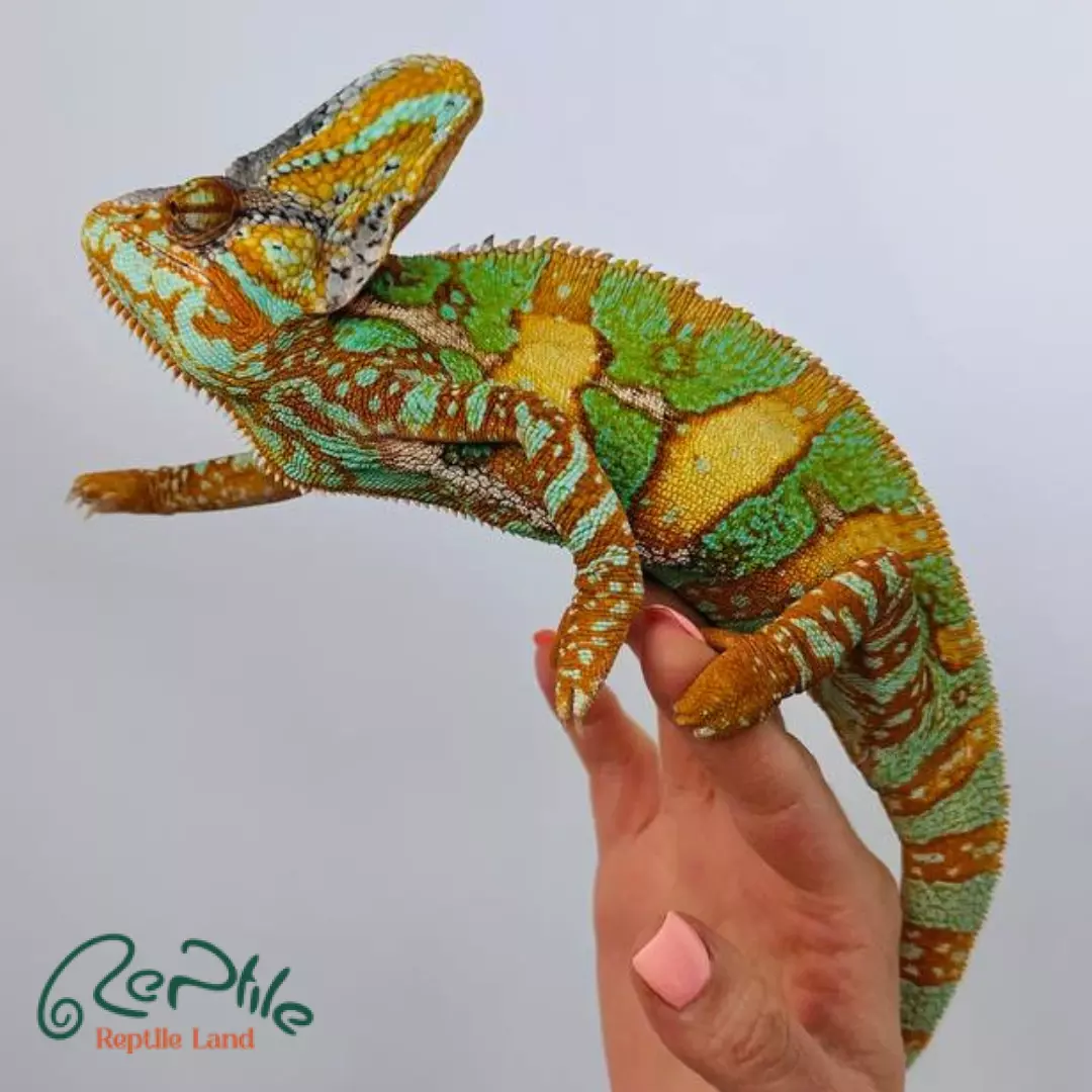 آفتاب پرست بالغ نر (Veiled Male Chameleon)