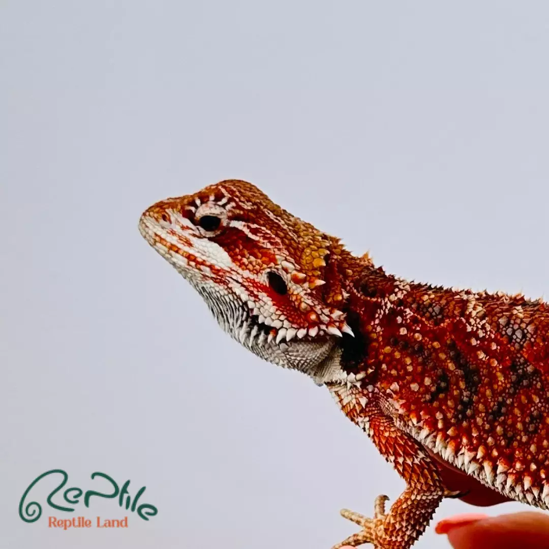 بیردد دراگون هایپو رد (Central Hypo Red)