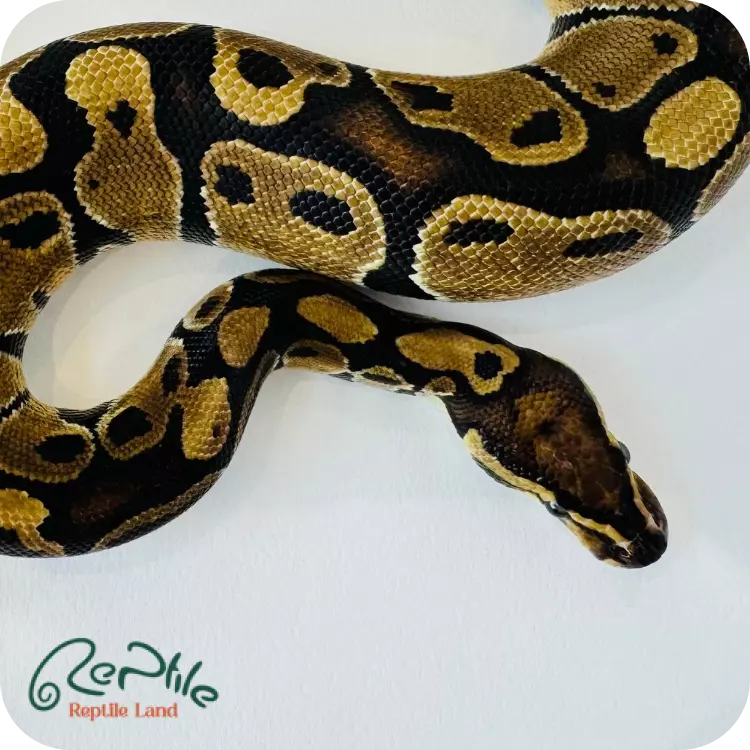 بال پیتون انچی آسفالت (Enchi YB/Asphalt)