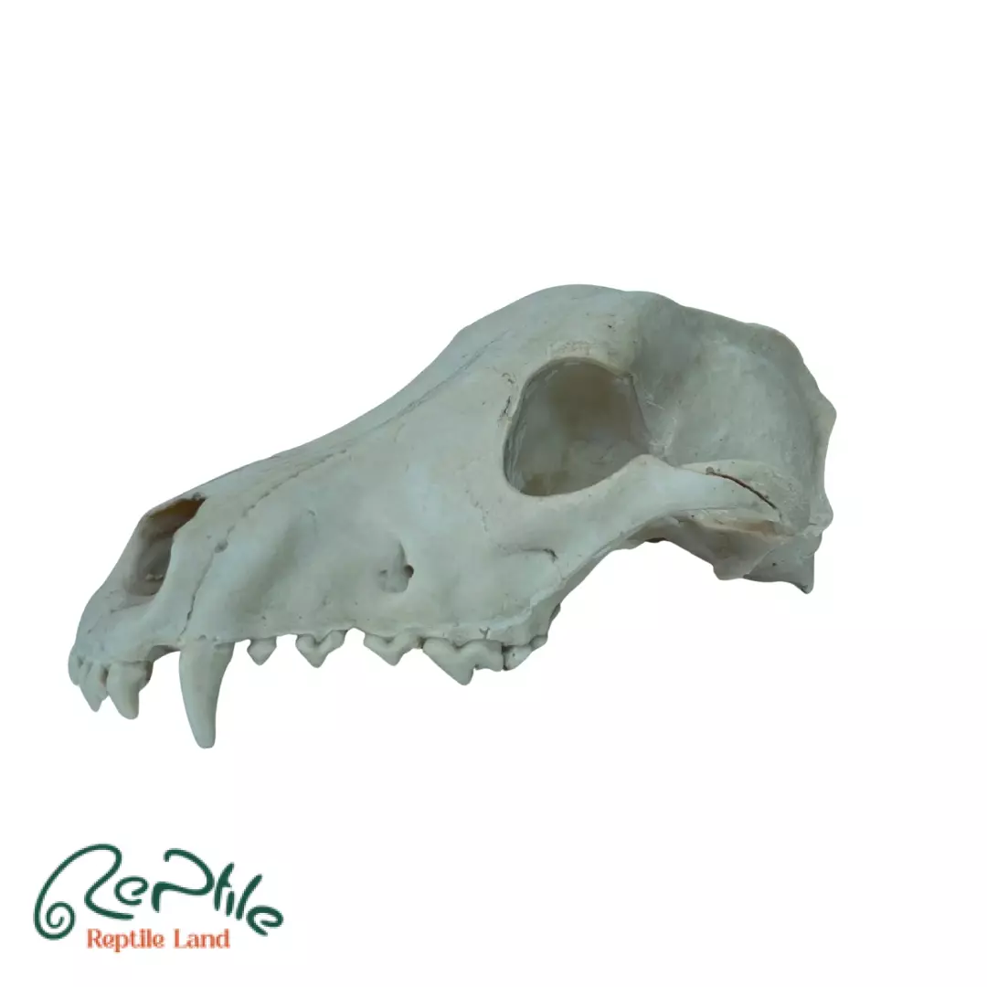  جمجمه گرگ (Wolf Skull)