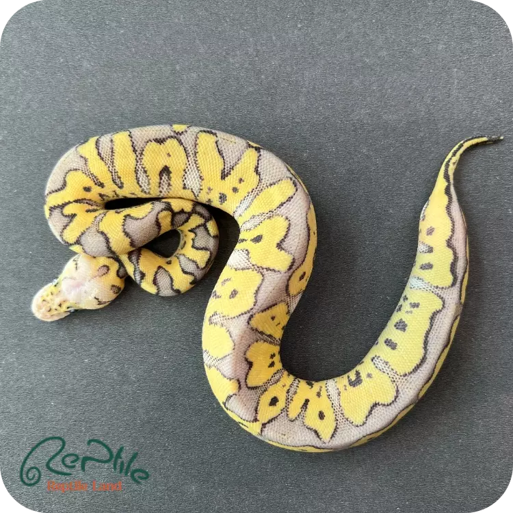 بال پیتون سوپر پاستل کلاون (Super Pastel Clown)