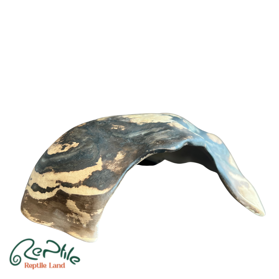 هاید سفالی خزندگان