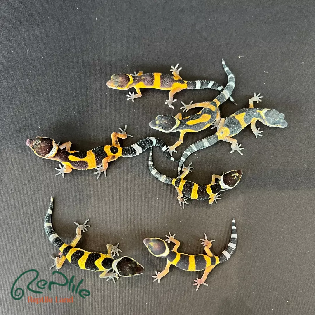 لئوپارد گکو نوزاد (Leopard Gecko Baby)