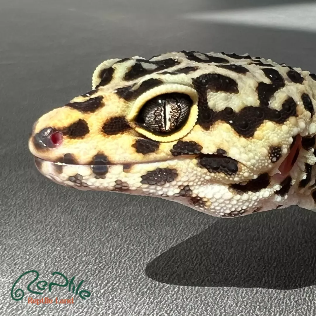  لئوپارد گکو بالغ (Leopard Gecko Adult)