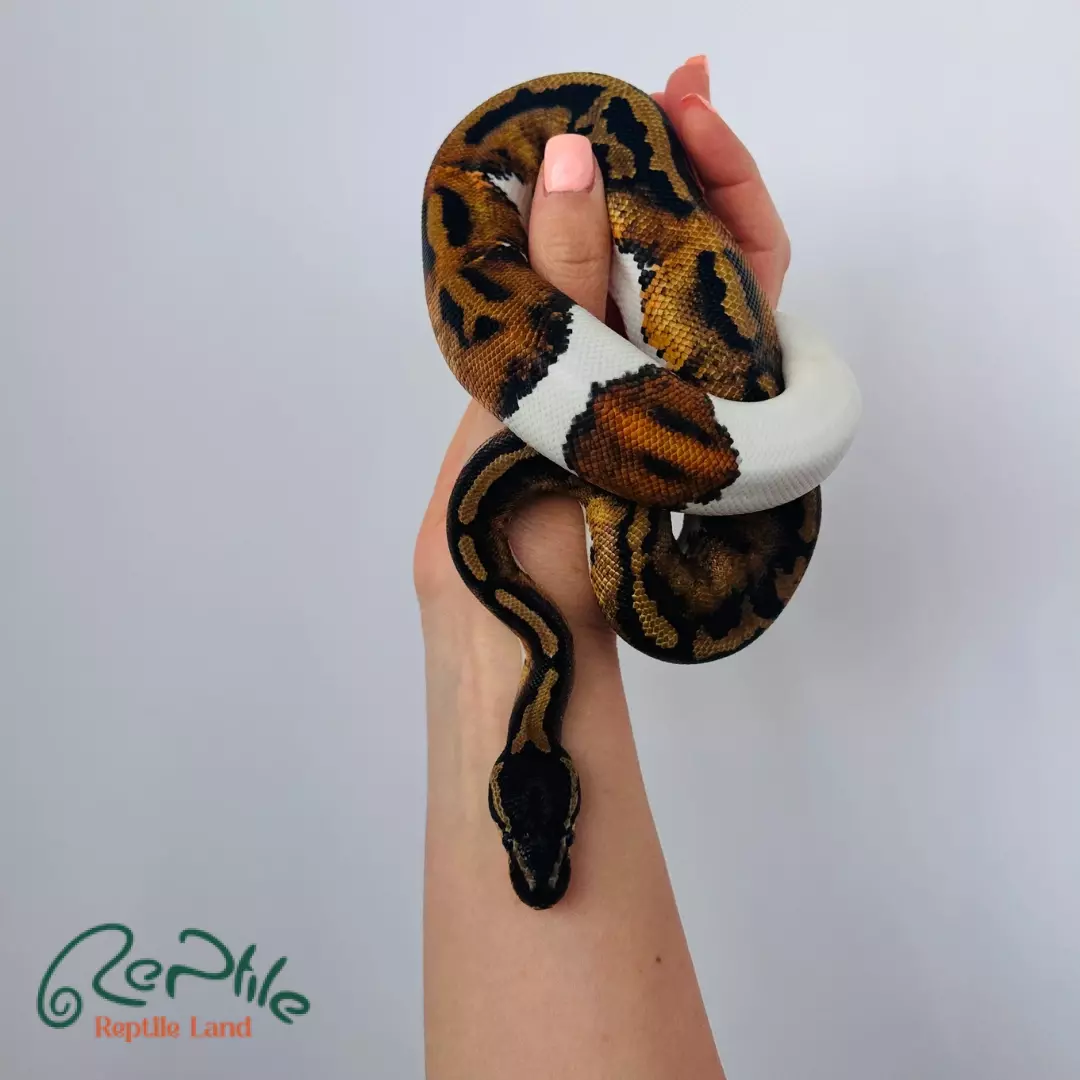 مار بال پیتون پاید آلبینو لوندر (Pied Albino Lavender)