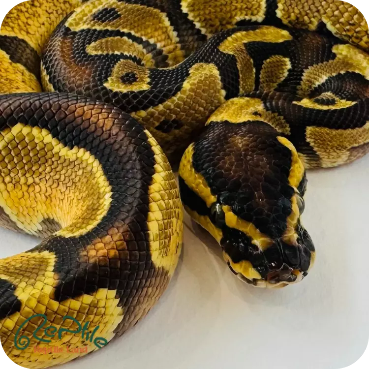 بال پیتون اورنج دریم (Orange Dream)