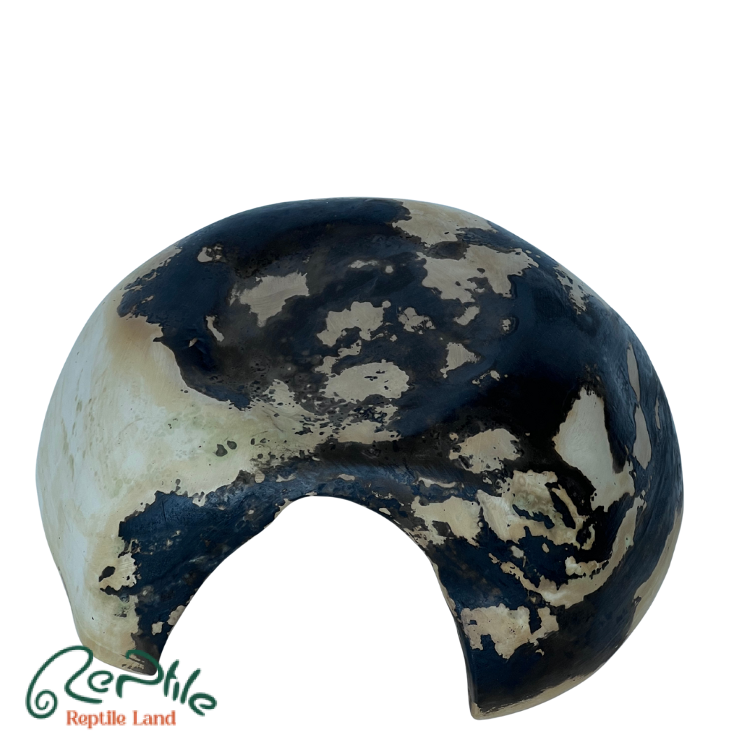 هاید سفالی خزندگان