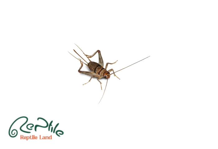 جیرجیرک سایز متوسط پک 50 عددی (Medium Size)