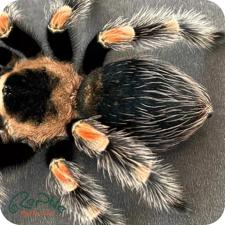  تارانتولا رد نی(Red Knee)