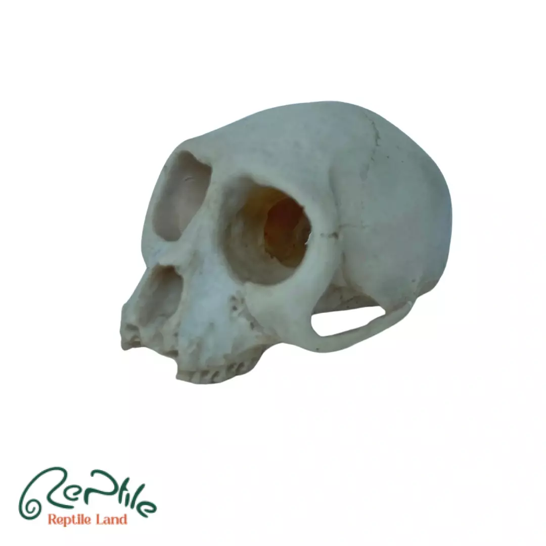  جمجمه میمون (Monkey Skull)