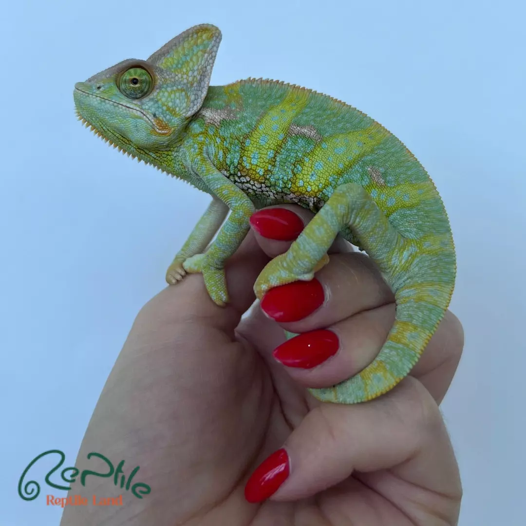 آفتاب پرست جوان نر (Veiled Chameleon Male Juvenile)