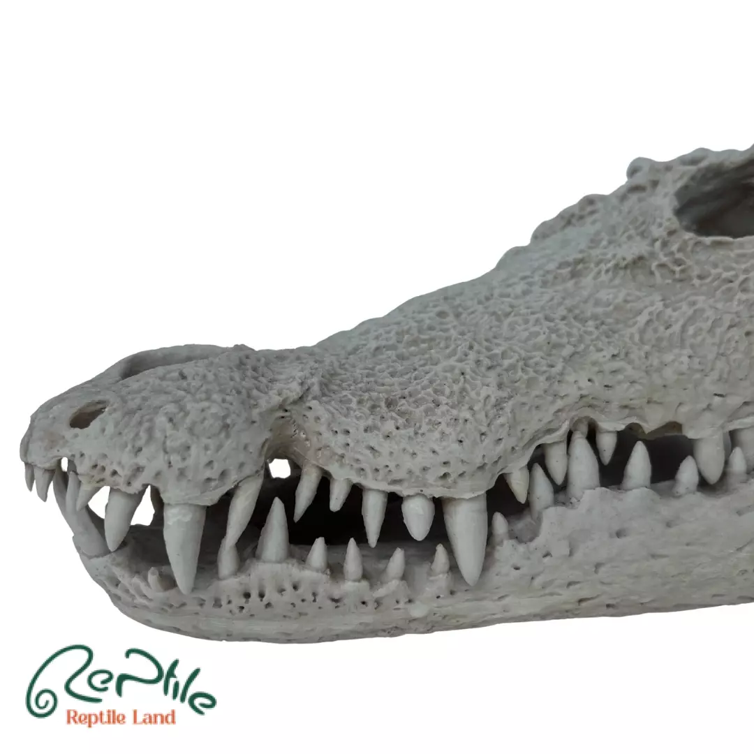 جمجمه کروکودیل گاندو (Gando Crocodile Skull)