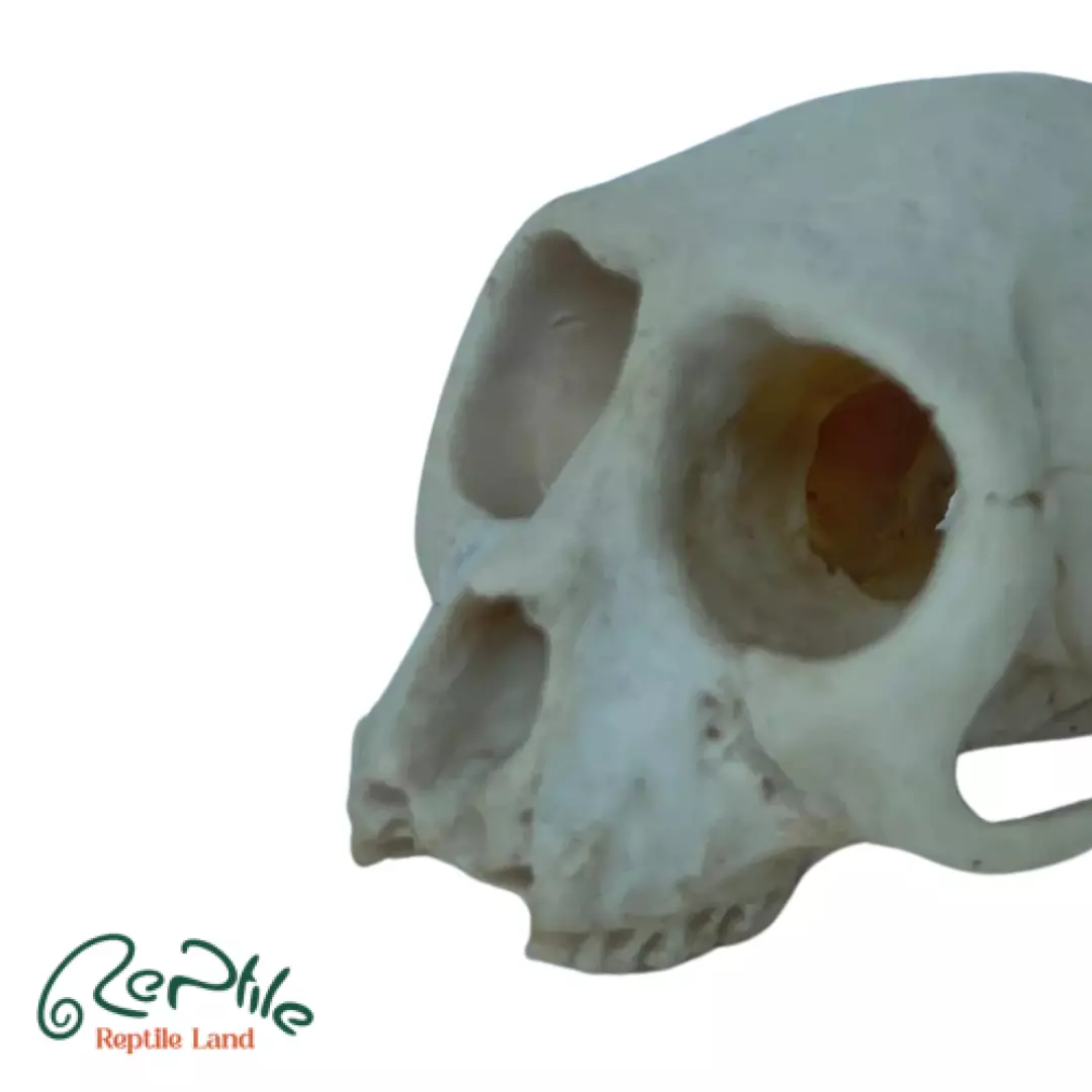  جمجمه میمون (Monkey Skull)