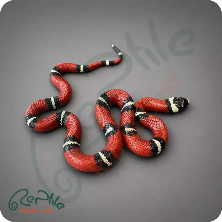 میلک اسنیک سینالوان (Sinaloan)