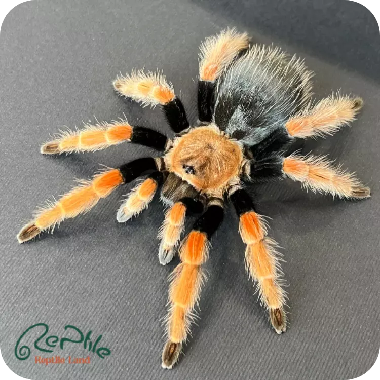 تارانتولا فایر لگ (Fire Leg)