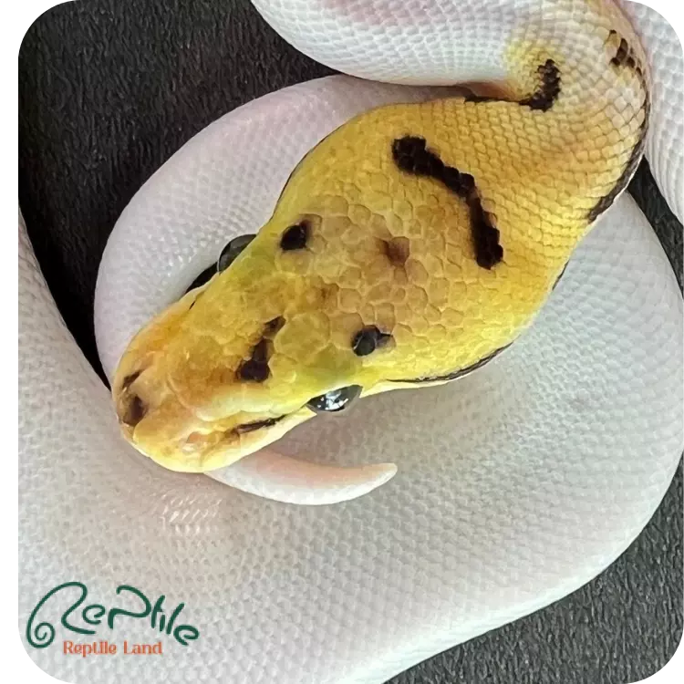 بال پیتون بی پاید (Bee Pied)