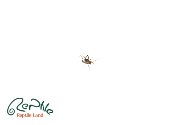 جیرجیرک سایز کوچک پک 50 عددی (Small Size)