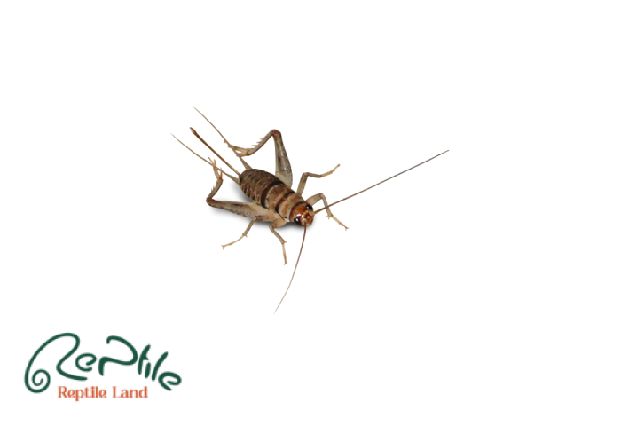 جیرجیرک سایز بزرگ پک 50 عددی (Big Size)