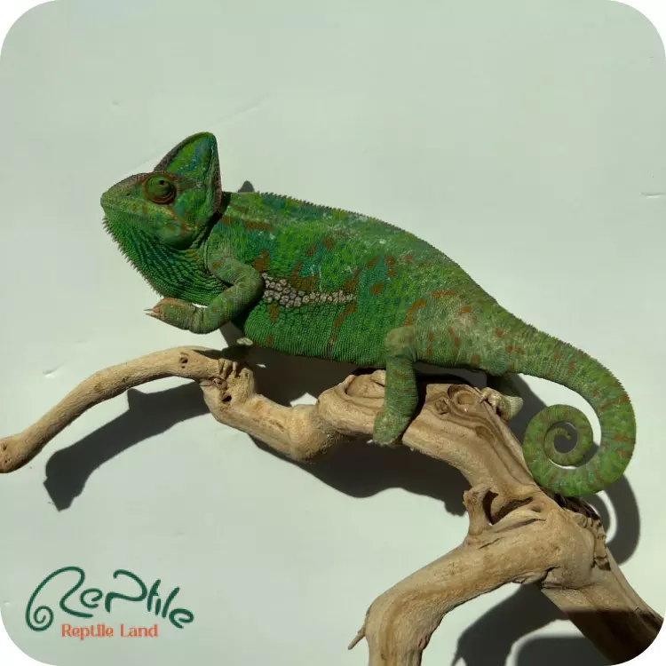 آفتاب پرست بالغ ماده (Veiled Chameleon Adult Female )