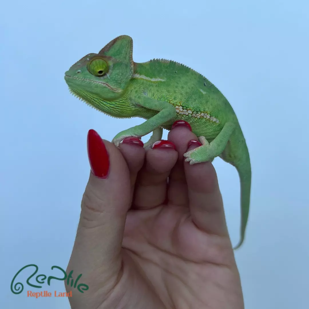 آفتاب پرست جوان ماده (Veiled Chameleon Female Juvenile)
