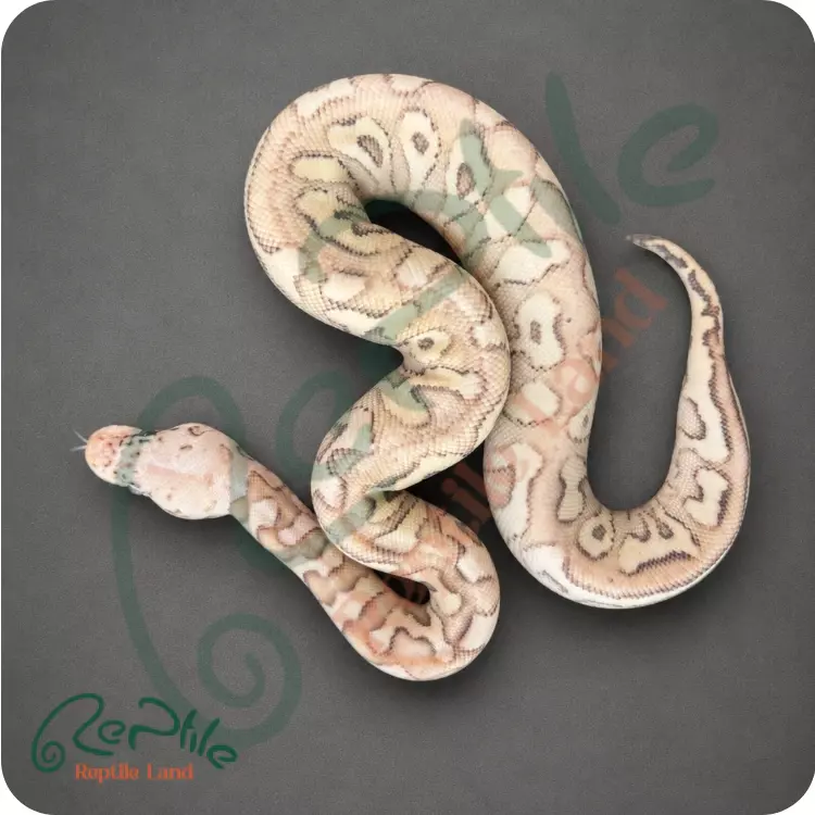 بال پیتون سوپر پاستل لسر (Super Pastel Lesser)