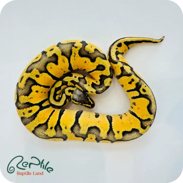 بال پیتون پاستل اورنج دریم (Pastel Orange Dream)