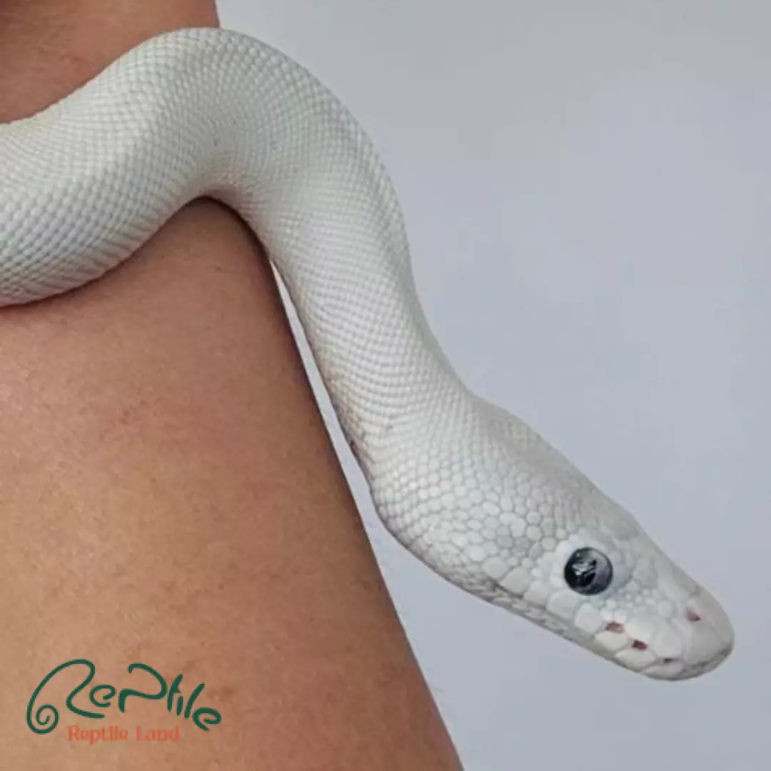 مار بال پیتون پاید آلبینو ( Albino Pied )