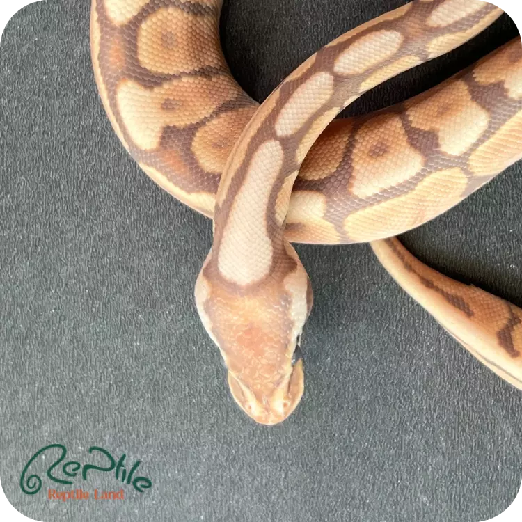 بال پیتون اولترامل اسپایدر سینامون (Ultramel Spider Cinnamon)