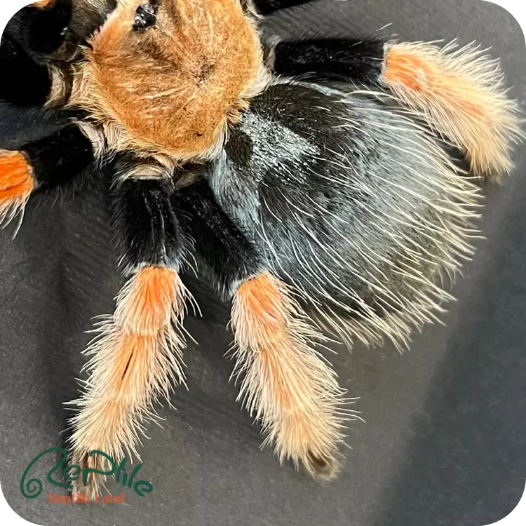 تارانتولا فایر لگ (Fire Leg)