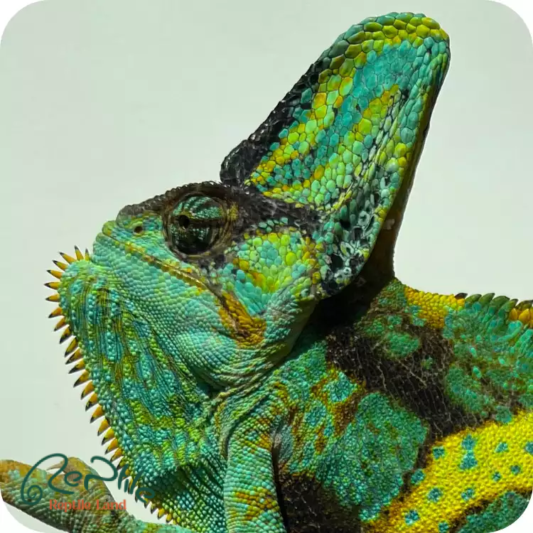 آفتاب پرست بالغ نر (Veiled Male Chameleon)