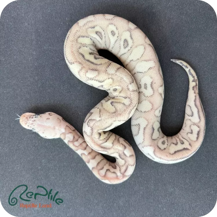 بال پیتون سوپر پاستل لسر (Super Pastel Lesser)