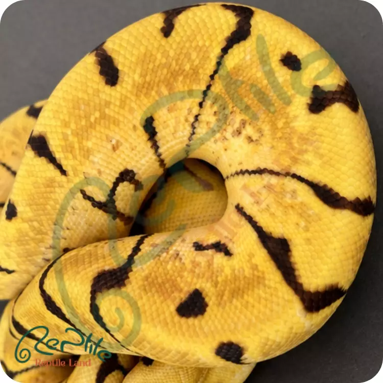 بال پیتون انچی بی (Enchi Bee)