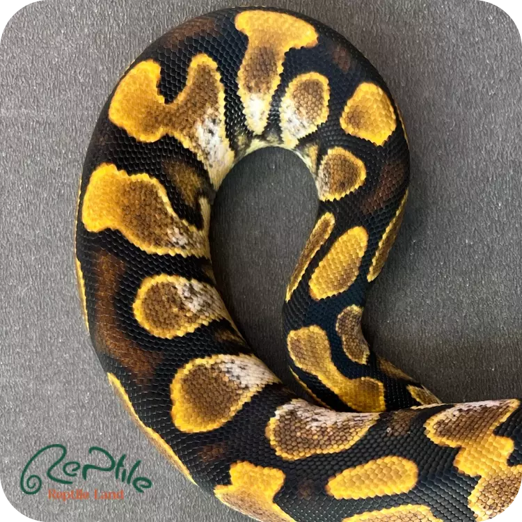 بال پیتون شوگر (Sugar)